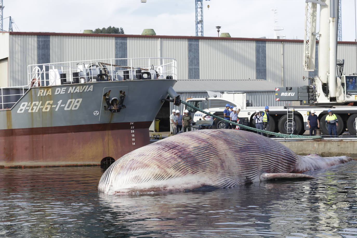 Fotos: Complicado rescate de la ballena en el puerto de Navia