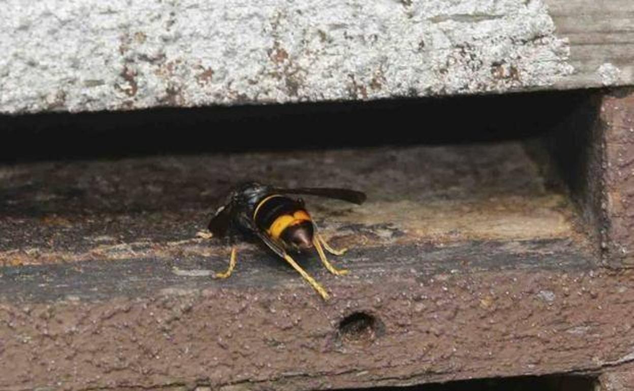 Un especialista en retirar nidos de avispa asiática hospitalizado tras ser picado en Candamo