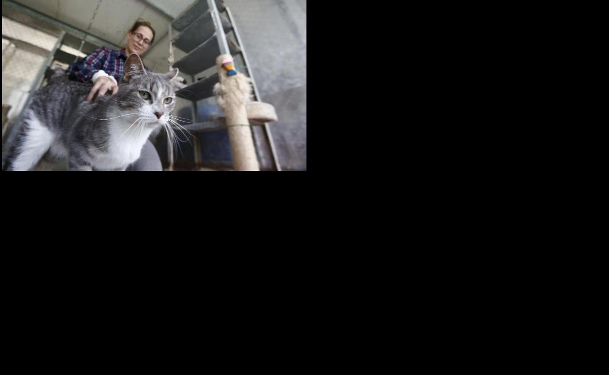 'Elena', la gata abandonada.