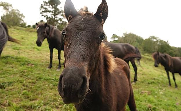 Vídeo: ¿Cómo se atrapa un asturcón?