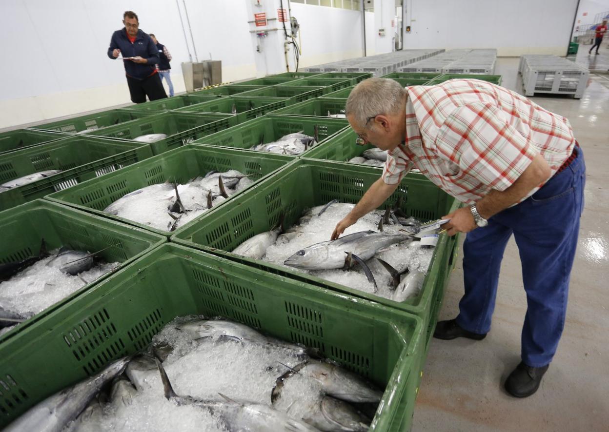 Últimas subastas de bonito en la rula gijonesa
