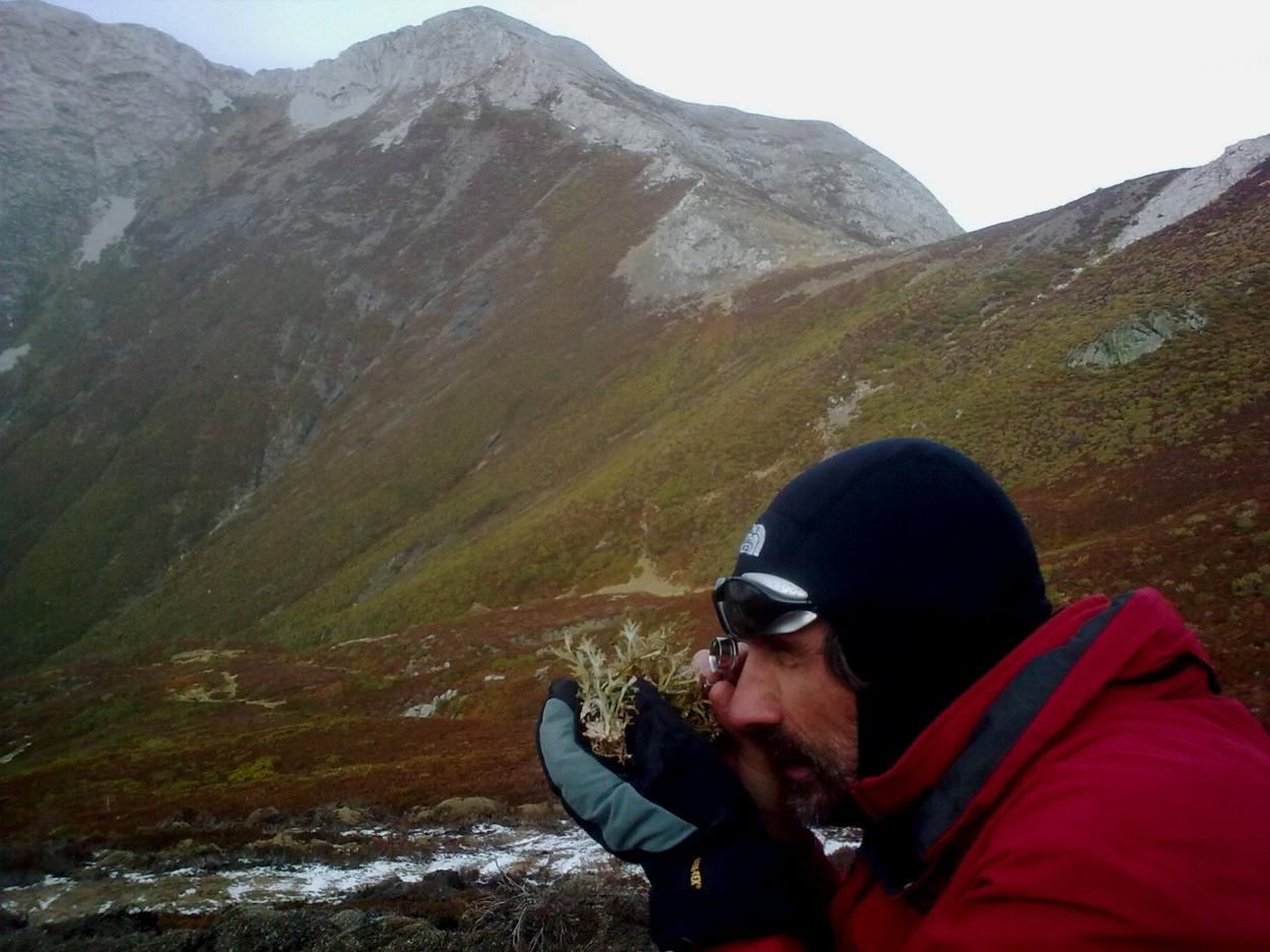 José Ramón Obeso estudia un líquen en Piedrafita.