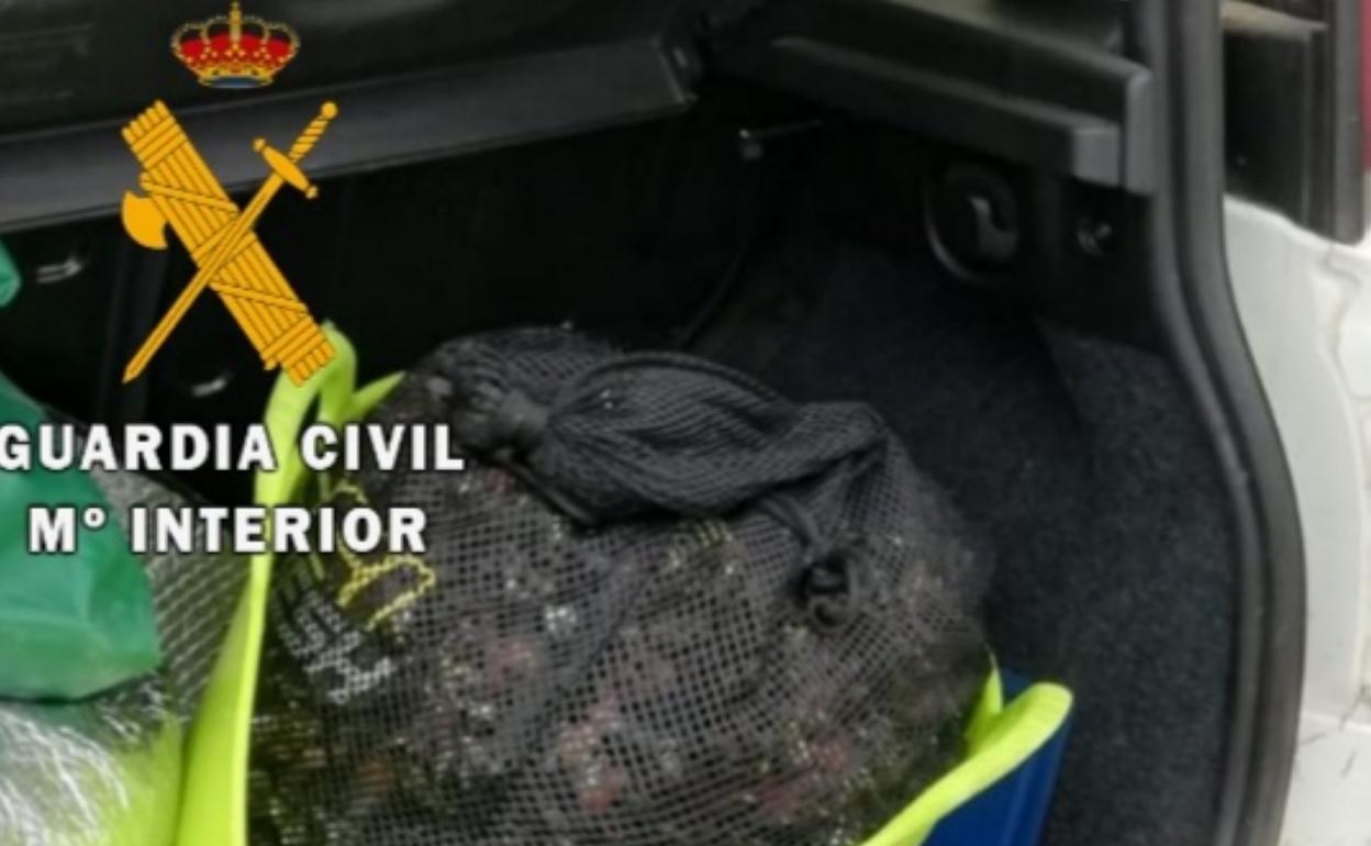 Los kilos de percebe hallados en el maletero del coche. 