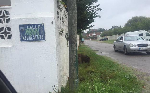 Los cuatro jabatos pastando tranquilamente mientras pasaban los coches, hoy a las dos y media de la tarde