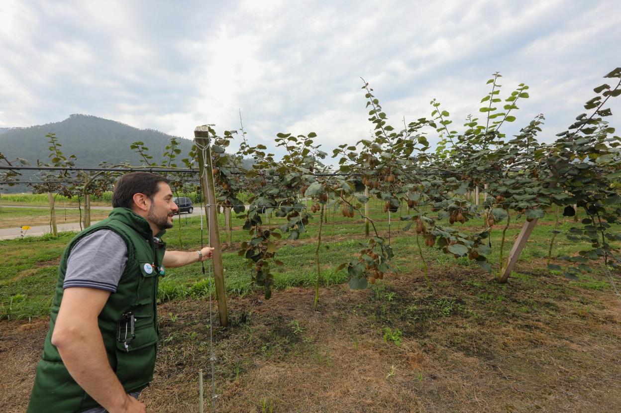 Javier Feito, presidente y director general de Feito y Toyosa, en la plantación de Kiwiastur en la ribera de Pravia. 