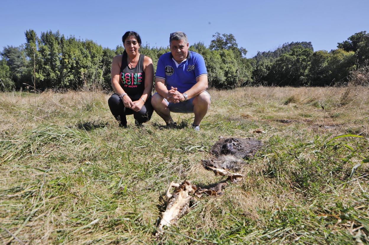Pepi Canga y Fernando Magdaleno, del llagar El Mancu, en la finca ante los restos en descomposición de un jabalí. 