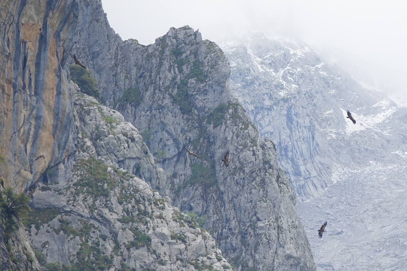 Picos de Europa tiene cientos de rincones para caminar y disfrutar de su flora y su fauna en cualquier época del año. Uno de sus muchos atractivos es el quebrantahuesos y la Fundación para su Conservación organiza rutas guiadas para su observación que parten del centro Las Montañas del Quebrantahuesos, ubicado en Benia de Onís.