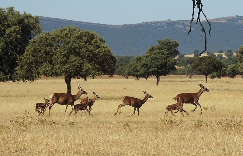 El Parque Nacional de Cabañeros, en Castilla-La Mancha, es hábitat de varias especies endémicas y otras muchas amenazadas (21 a nivel nacional y 43 a nivel regional). Alberga cerca de 200 especies de aves, entre las que destacan grandes rapaces, y es bien conocida su elevada población de ciervos.