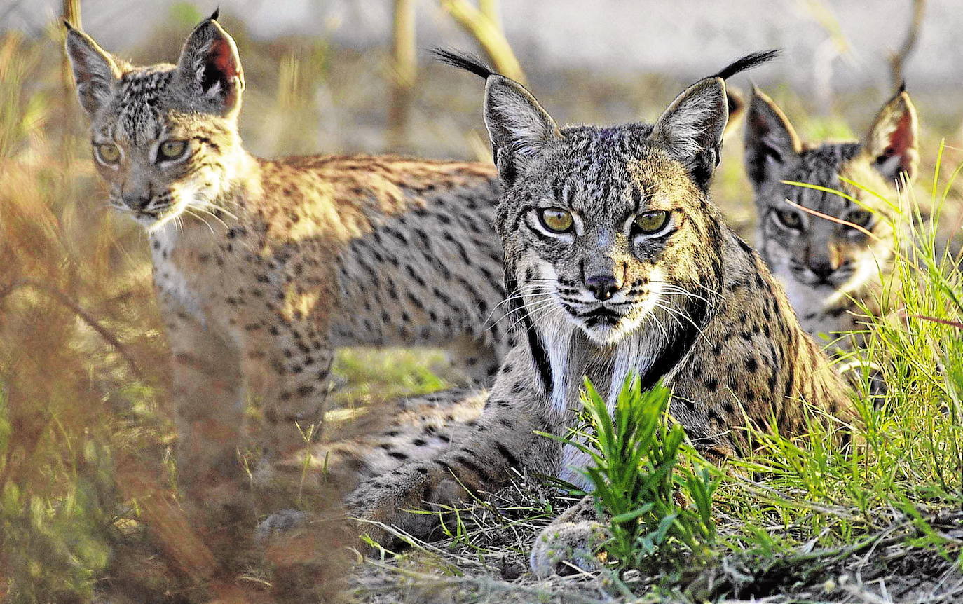 Más de 500 especies de vertebrados se cuentan en el Parque Nacional de Doñana, destacando la gran población de aves. El lince, una especie en peligro crítico de extinción, es uno de sus enormes valores naturales.