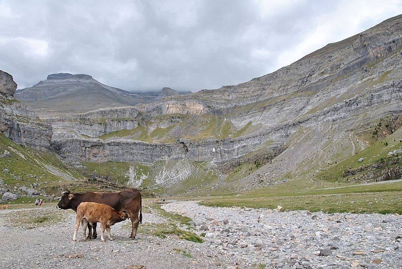 Junto al de Picos de Europa, el Parque Nacional de Ordesa y Monte Perdido, en Huesca, es el más antiguo de España. Su gran variedad de ambientes determina una fauna muy rica y una amplia representación de especies animales.