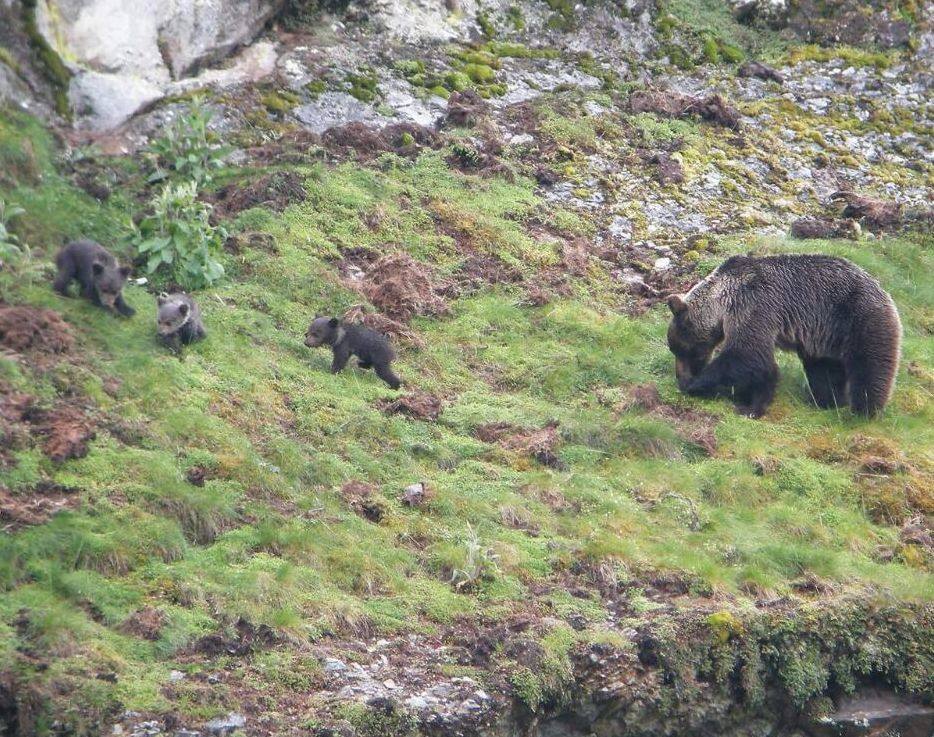 El avistamiento de osos es otra de las maravillas naturales que ofrece Asturias a finales del verano y principios del otoño y el Parque Natural de Somiedo es una de las referencias para disfrutar de ella. 