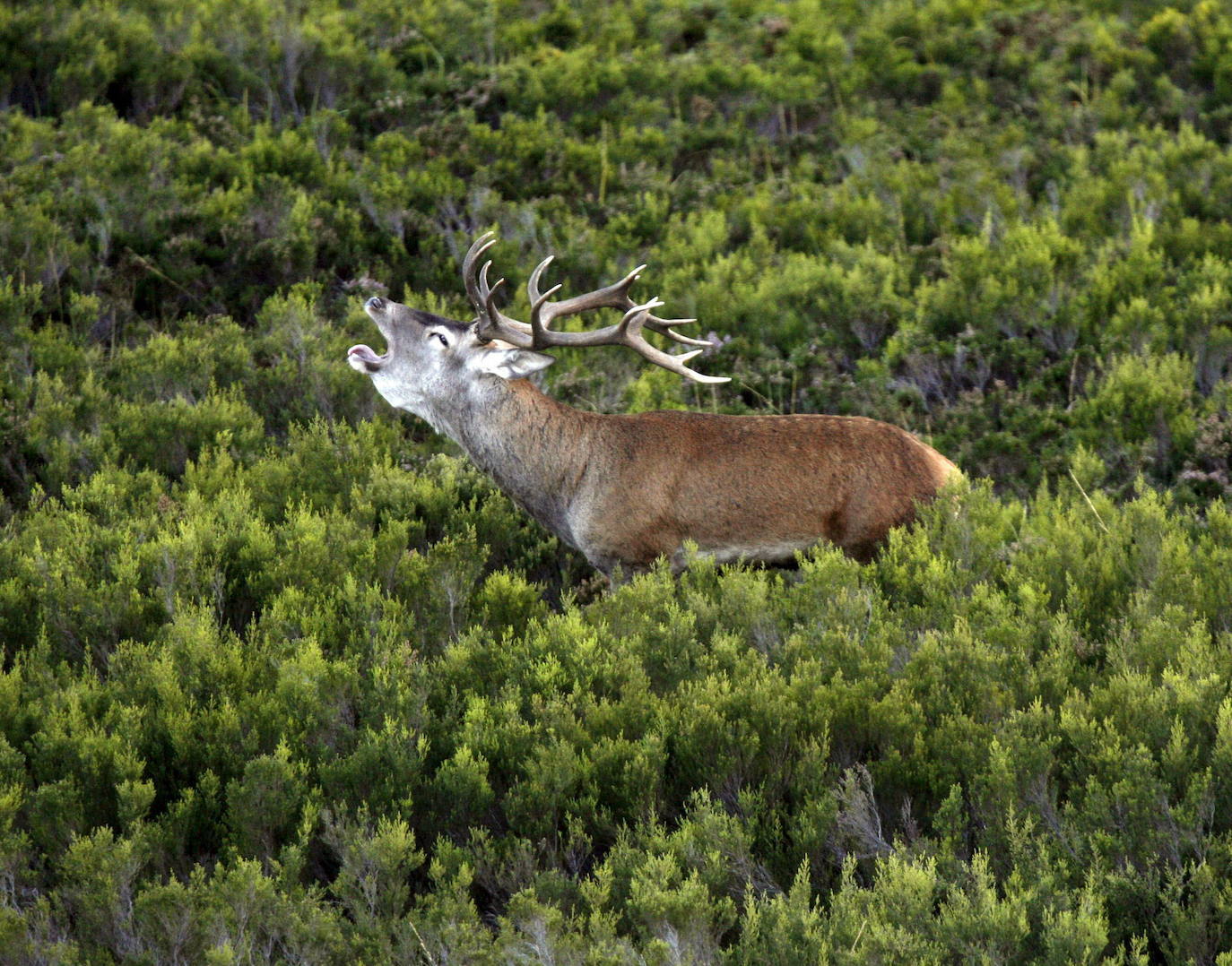 El Parque Natural de Redes, entre Caso y Sobrescobio, es otra de las visitas obligadas del otoño asturiano. Lo es por su paisaje y porque es otro de los enclaves idóneos para disfrutar de la berrea. No obstante, este paraje cuenta con una elevada diversidad faunística, destacando 130 especies de aves, 50 de mamíferos, 10 de anfibios, 13 de reptiles, y 4 de peces, además de numerosos invertebrados.
