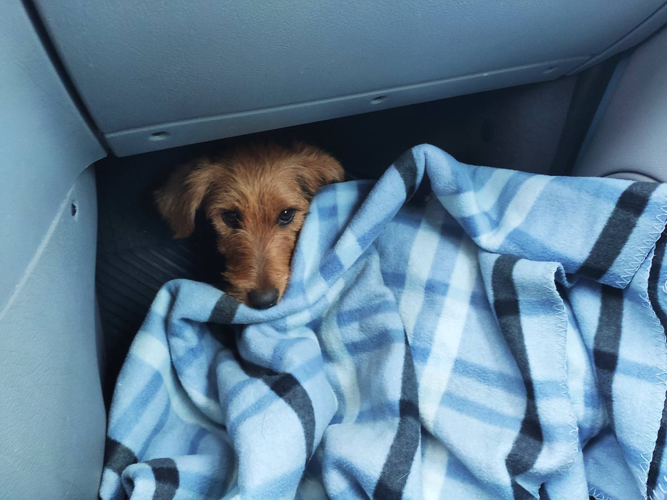 Tres escaladores han conseguido rescatar a 'Xana' en un acantilado de Candás. Se trata de una perra de tan solo ocho meses que llevaba una semana perdida. 