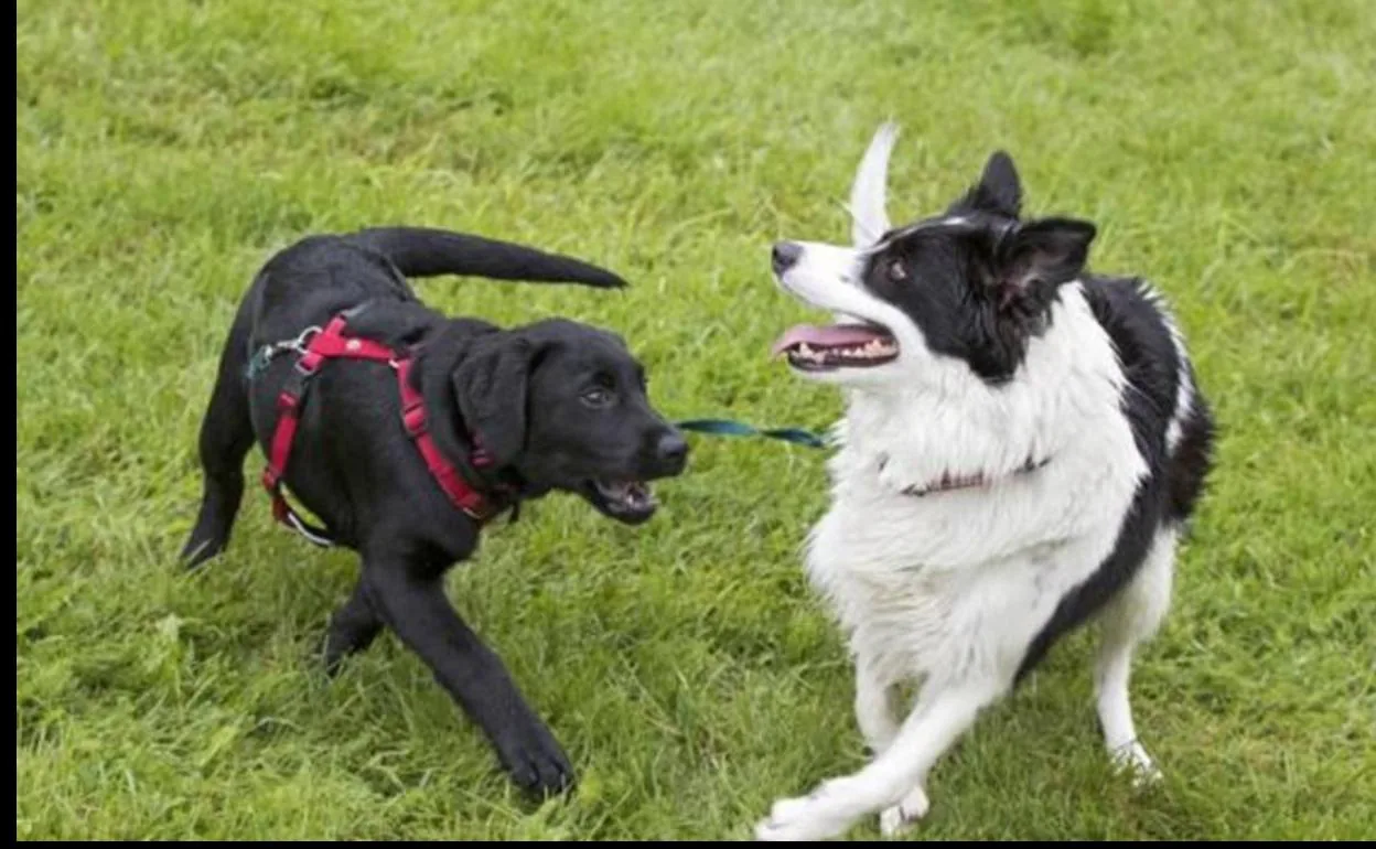 Una enfermedad misteriosa y fulminante mata a los perros en Noruega