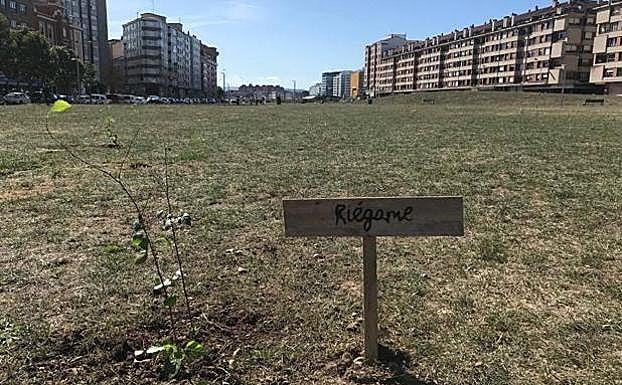 La alcaldesa recuerda que un abedul no paralizará las edificaciones.