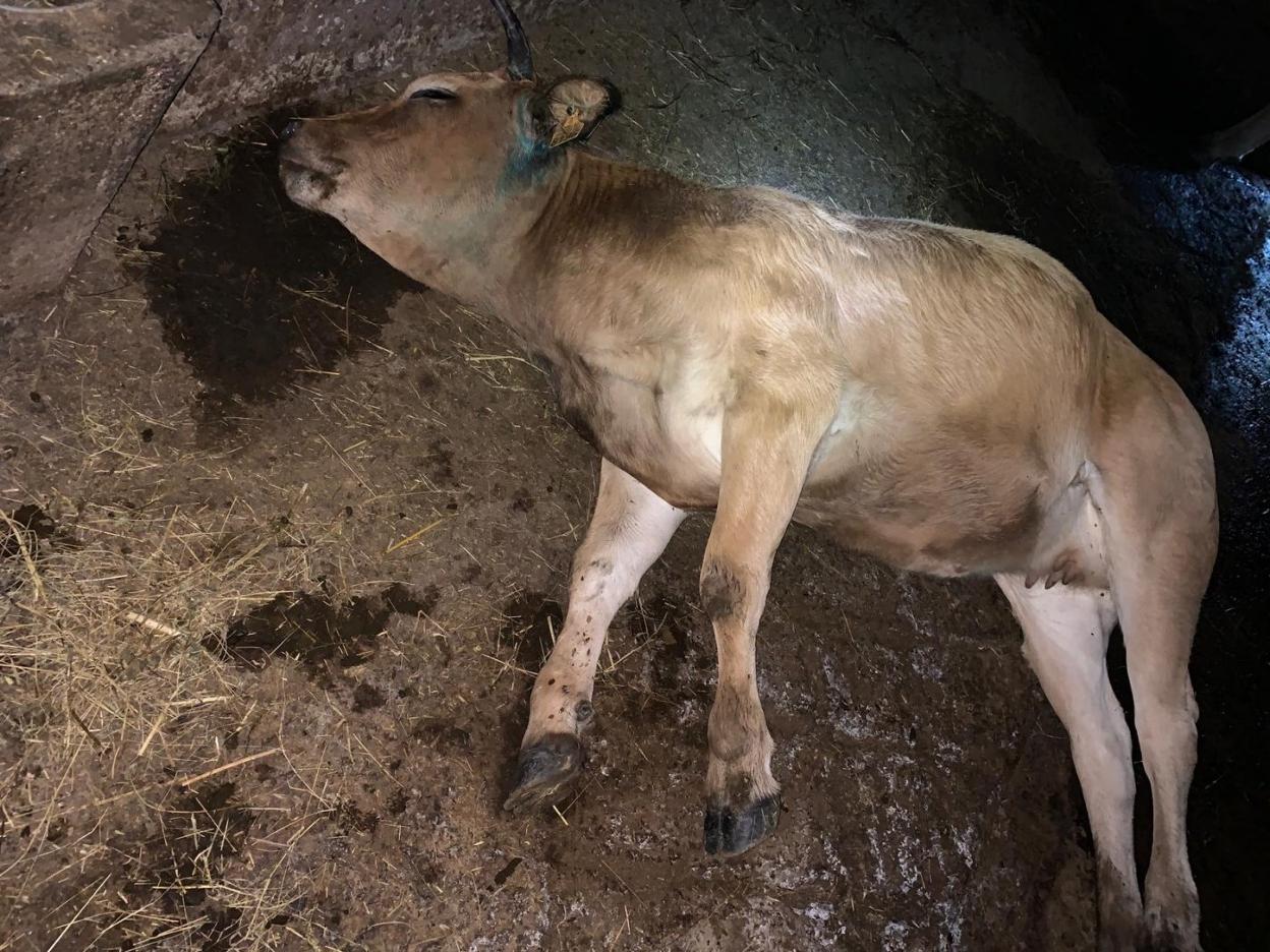 La novilla muerta en Amieva como consecuencia de la infección provocada por los mordiscos. 