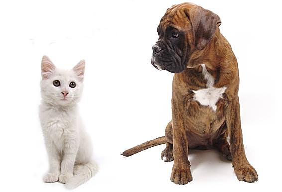 La verdad sobre gatos y perros: ¿por qué comen hierba nuestras peludas mascotas?