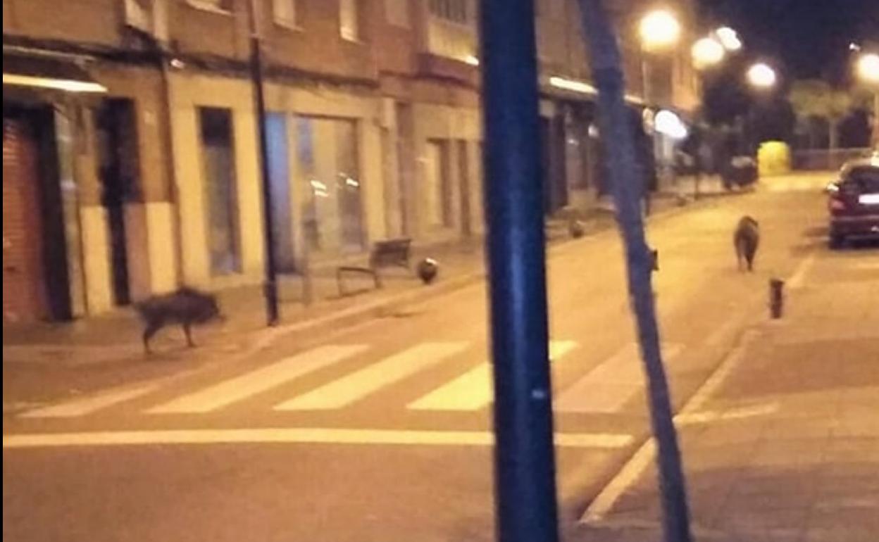 Los jabalíes se dejaron ver por la calle Armando Palacio Valdés. 