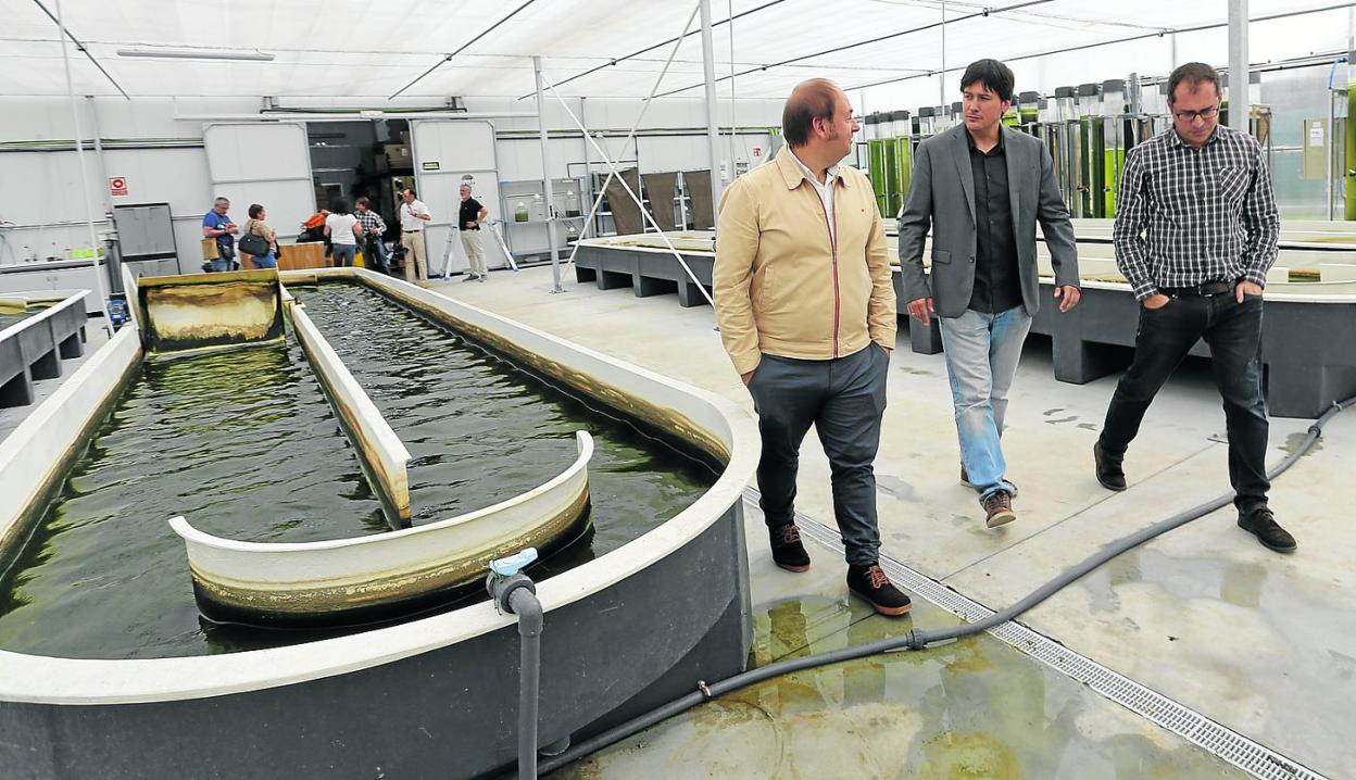 Fidel Delgado e Ignacio Albert, de Neoalgae, junto al consejero de Ciencia e Innovación, Borja Sánchez, en la sede de la empresa. 