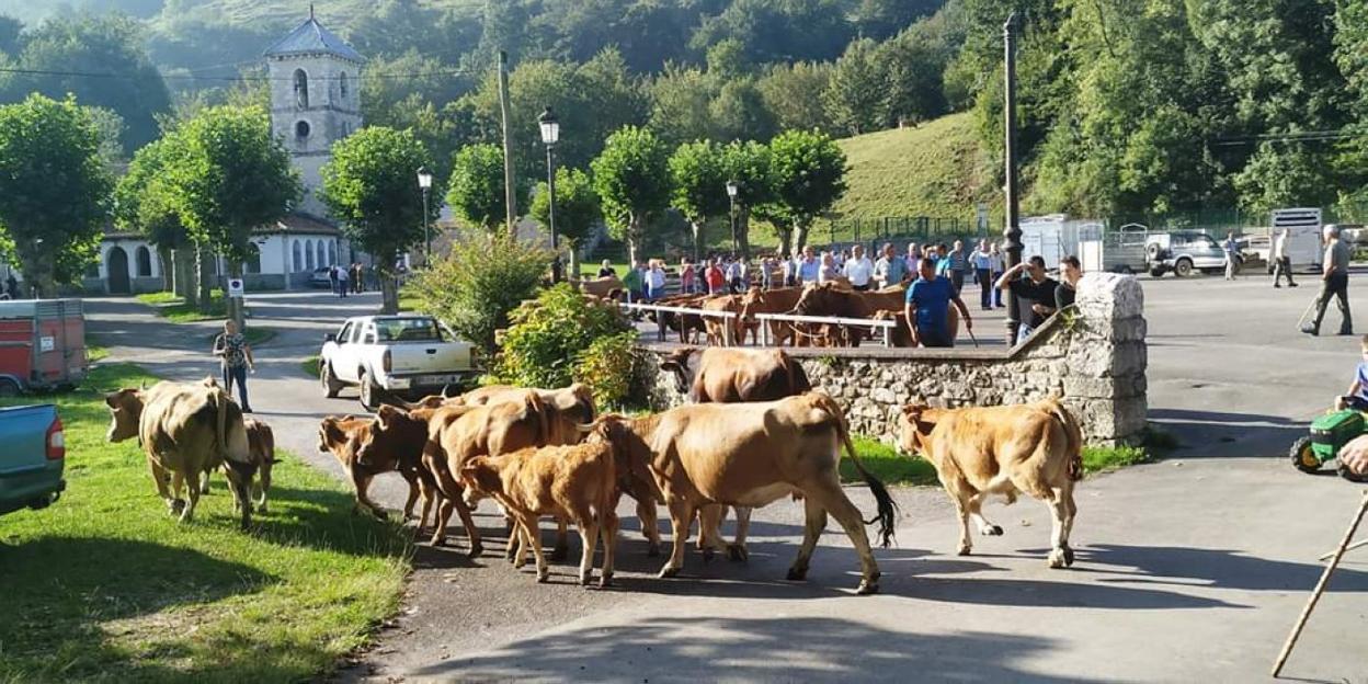 Llegada de las reses al recinto. 