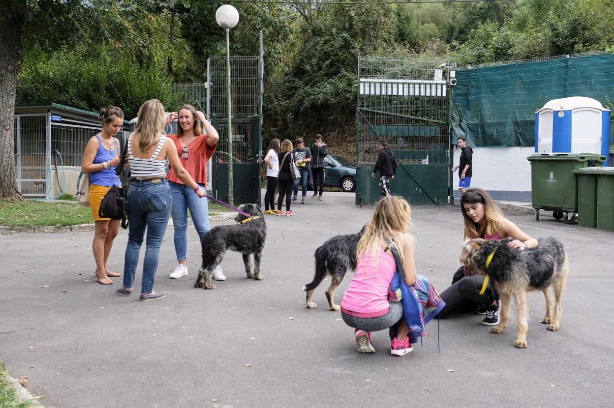 Los participantes pasearon a los canes. 