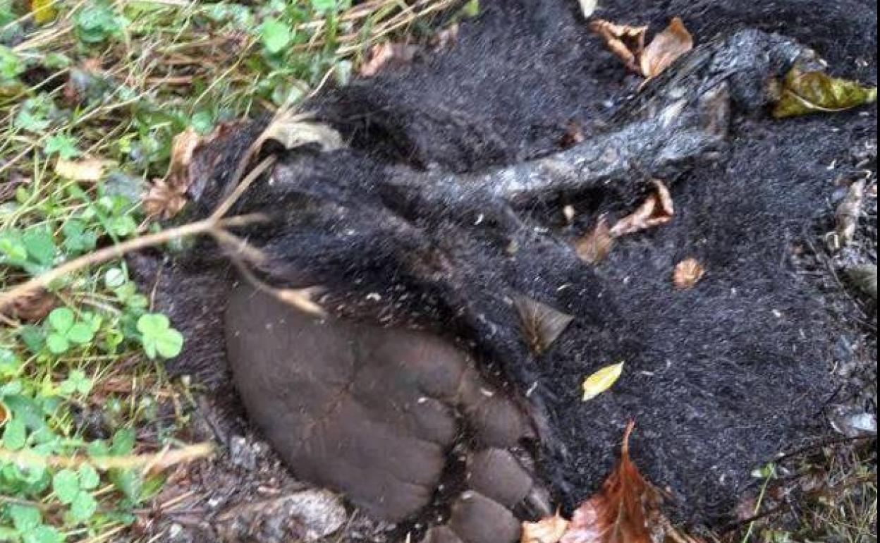 Restos del ejemplar hallado muerto en Somiedo. 