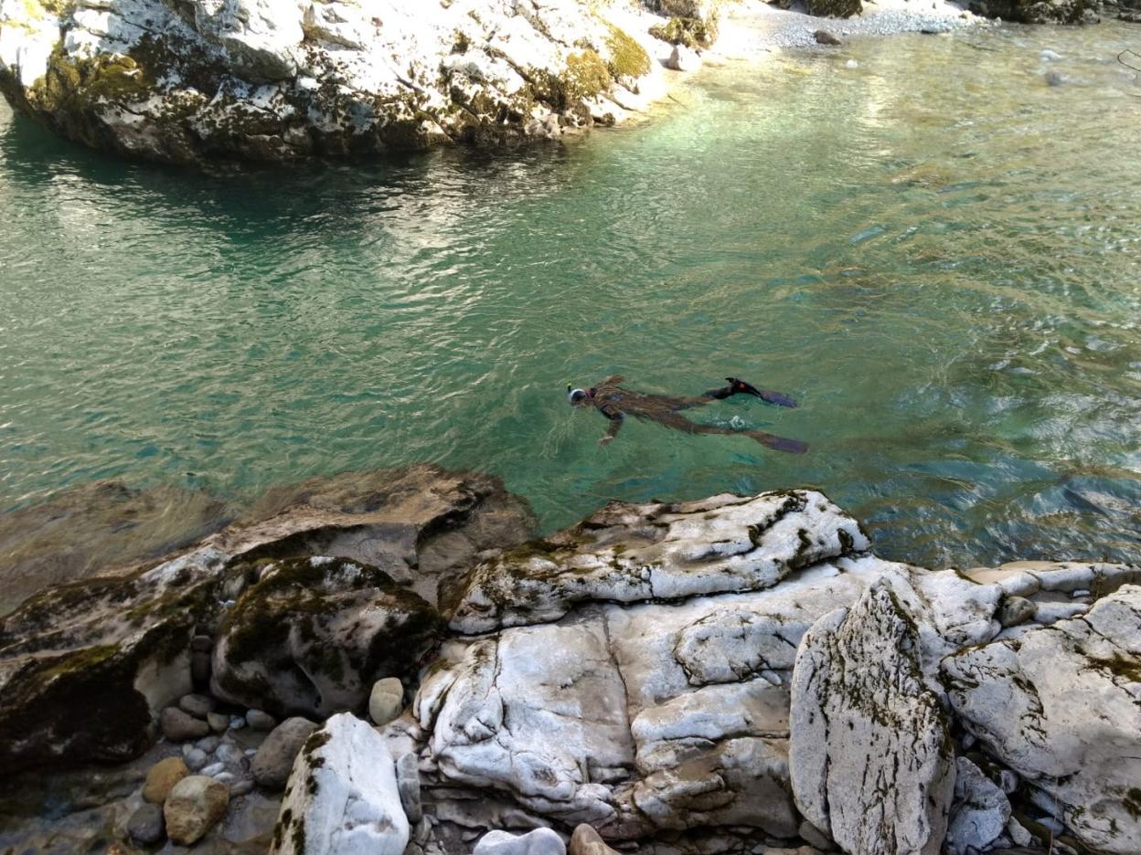 Un buzo peina el río Cares, con unas aguas claras que ayer ayudaron en la tarea del recuento. 