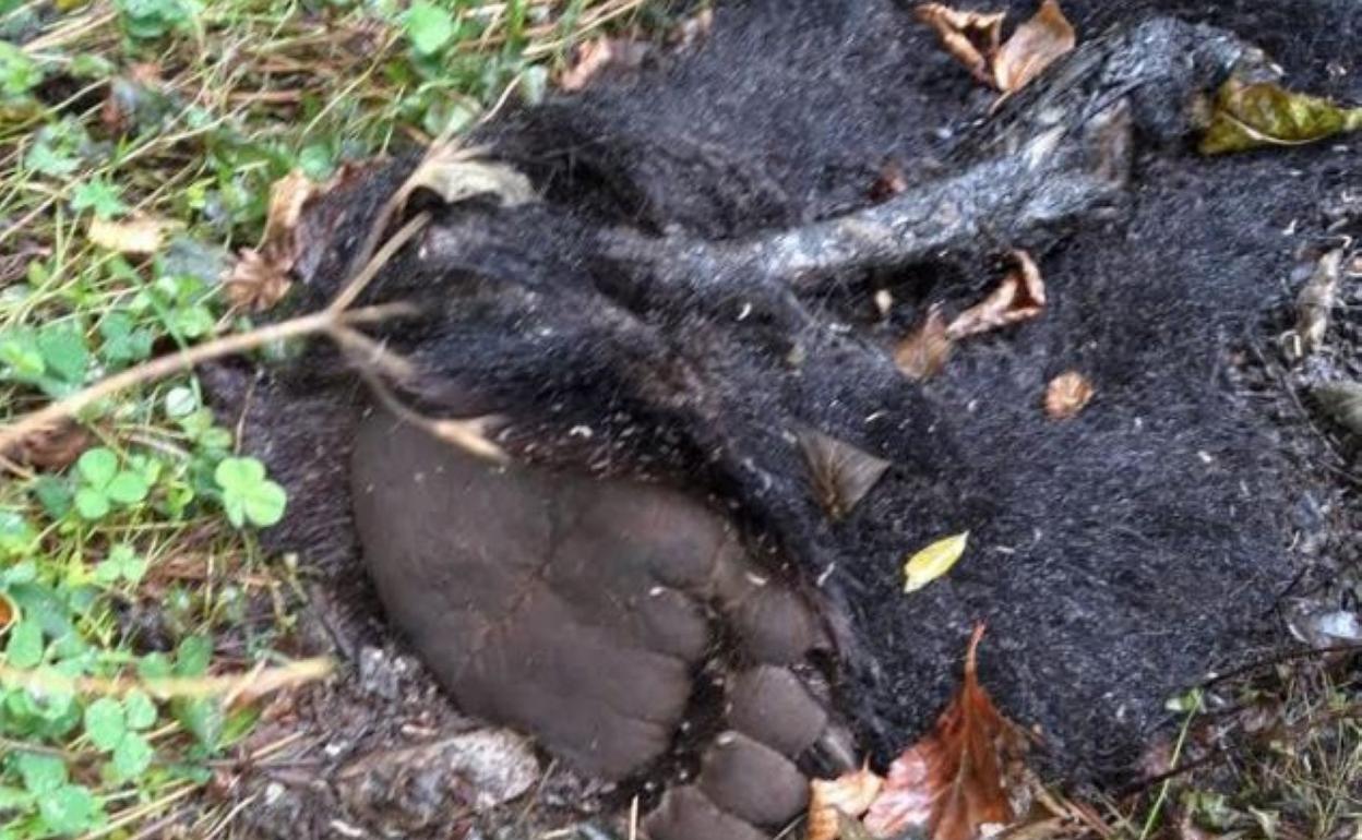 Pata del animal de Gúa. 