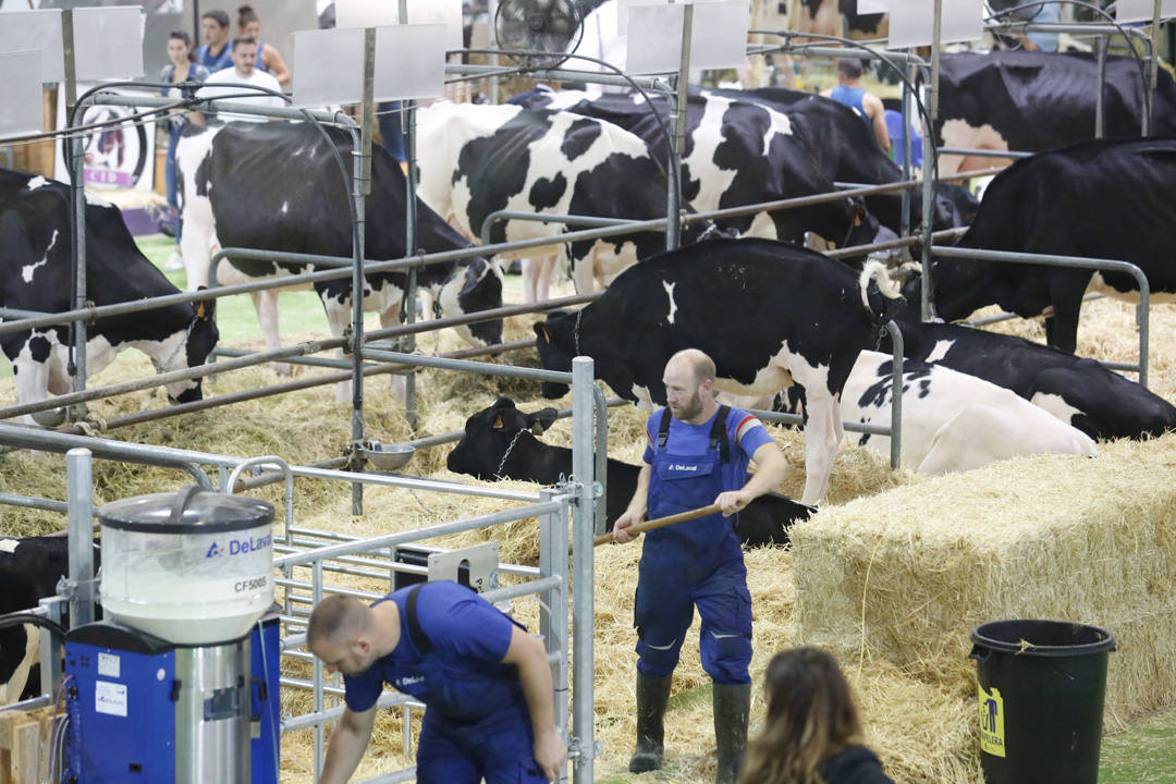 La Feria del Campo y las Industrias Agrícolas, Ganaderas, Forestales y Pesqueras (Agropec) se celebra en el recinto ferial Luis Adaro de Gijón hasta el domingo.