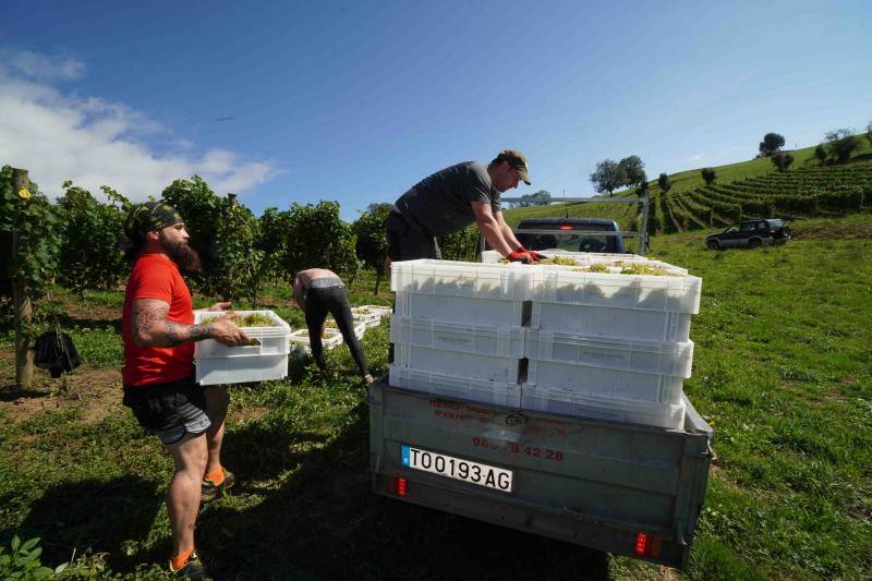 Fotos: Cinco toneladas de uva parraguesa