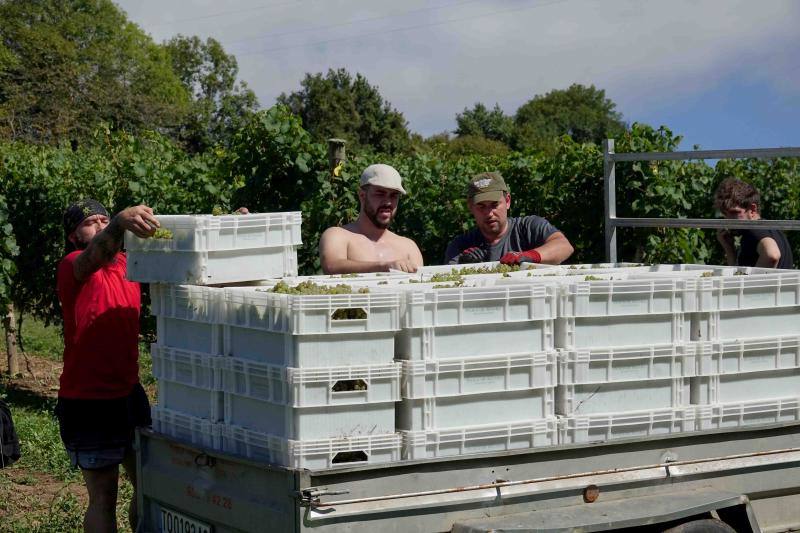 Fotos: Cinco toneladas de uva parraguesa