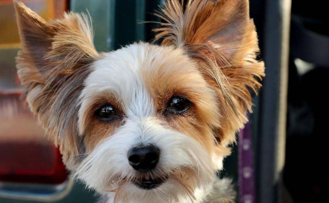 Australia multará a los dueños de perros que no los paseen una vez al día