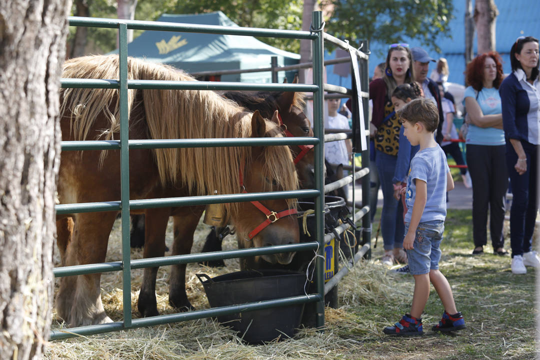 El recinto ferial Luis Adaro de Gijón se ha convertido en el mejor escaparate para los productos del campo asturiano. La agricultura y la ganadería, de ayer y de hoy, están representadas en un certamen atractivo para pequeños y mayores.