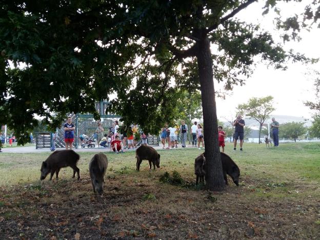 Una de las incursiones de los jabatos en el parque de la Deva. 