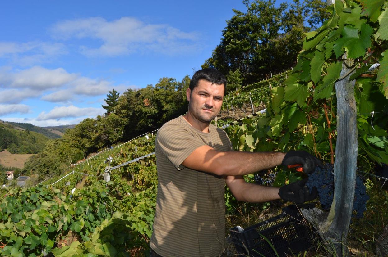 Luciano Gómez recoge las variedades de tinto en su viña de Puenticiella, en Cangas del Narcea. 