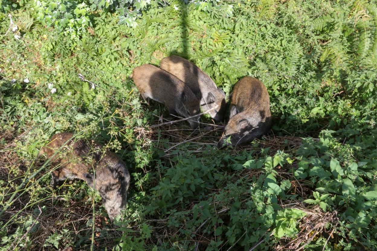 Los cuatro jabatos pasaron ayer el día en este nuevo espacio. 