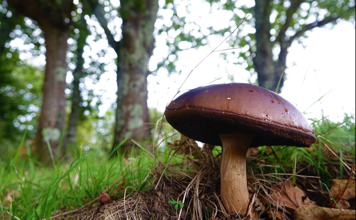 Los hongos, a estudio en el Botánico