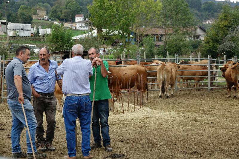 Más de 1.500 cabezas de ganado se han presentado en la feria de Santa Teresa de Infiesto, un certamen con gran ambiente que no ha conseguido importantes ventas.