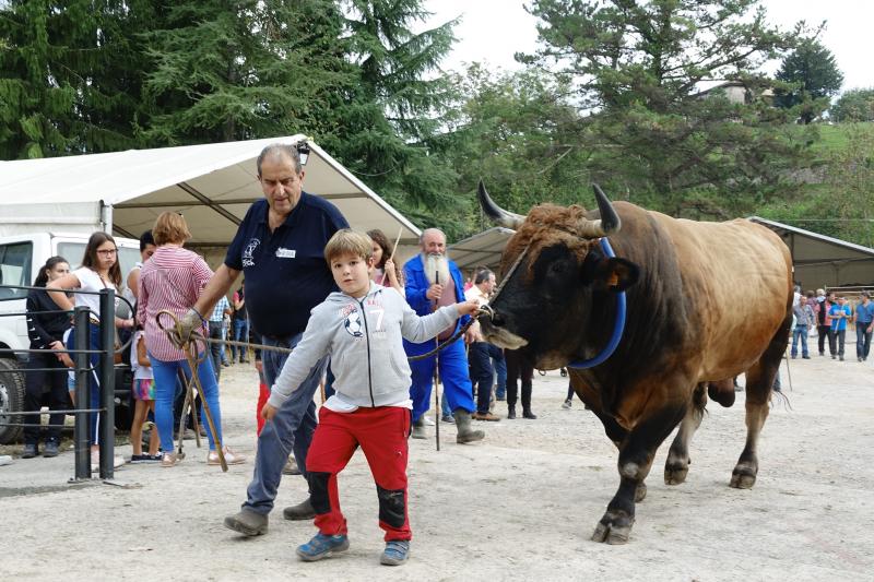 Más de 1.500 cabezas de ganado se han presentado en la feria de Santa Teresa de Infiesto, un certamen con gran ambiente que no ha conseguido importantes ventas.