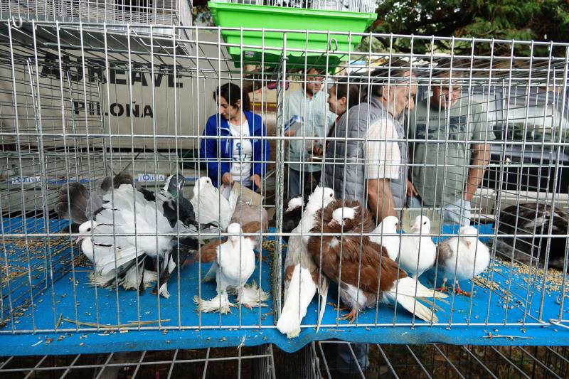 Más de 1.500 cabezas de ganado se han presentado en la feria de Santa Teresa de Infiesto, un certamen con gran ambiente que no ha conseguido importantes ventas.