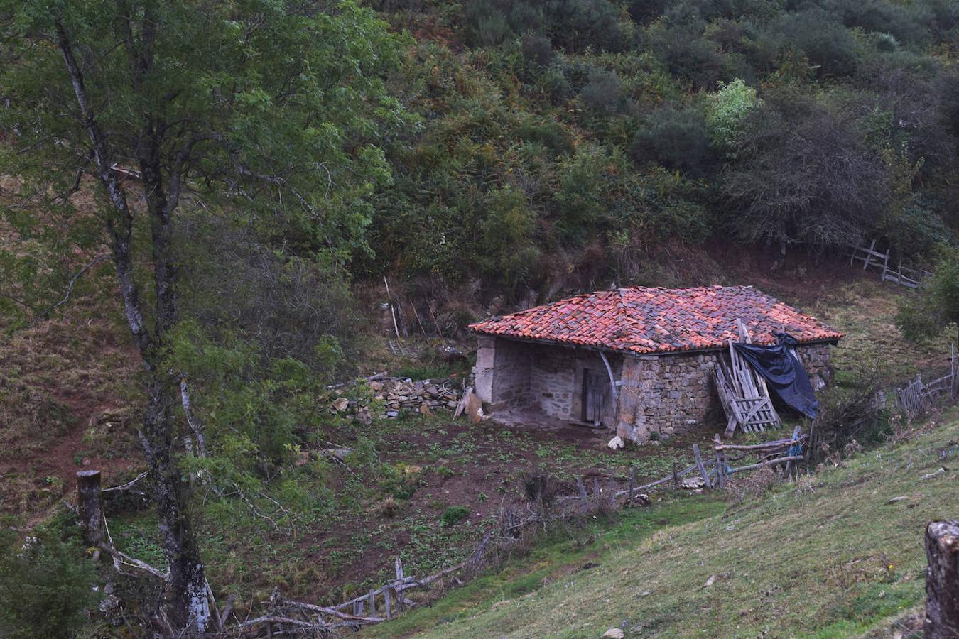 La ruta de las Brañas de Vicenturio y Cueiro es una ruta circular que nos conducirá por las grandes praderías en las que tradicionalmente los pastores dejaban el ganado durante todo el verano. Pasearemos por esta ruta foto a foto y por las partes más destacadas de su recorrido.