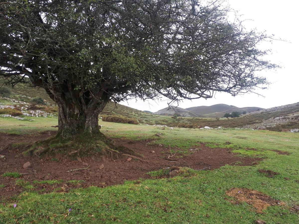 La ruta de las Brañas de Vicenturio y Cueiro es una ruta circular que nos conducirá por las grandes praderías en las que tradicionalmente los pastores dejaban el ganado durante todo el verano. Pasearemos por esta ruta foto a foto y por las partes más destacadas de su recorrido.