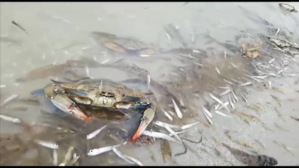 Miles de peces y crustáceos agonizan en el Mar Menor