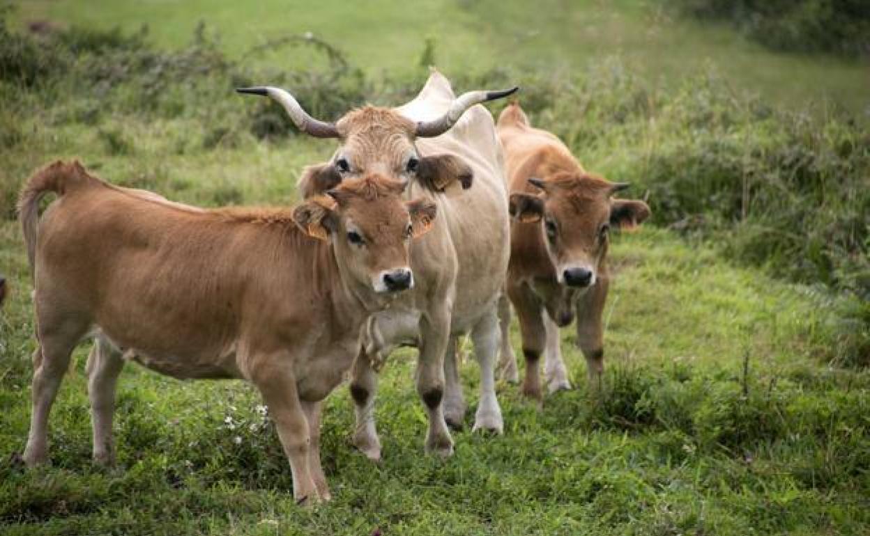 Vacas pastando en un monte de Llanes.