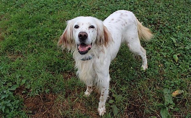 Galería. Estos son los animales que se podrán adoptar en Espacio Mascotas