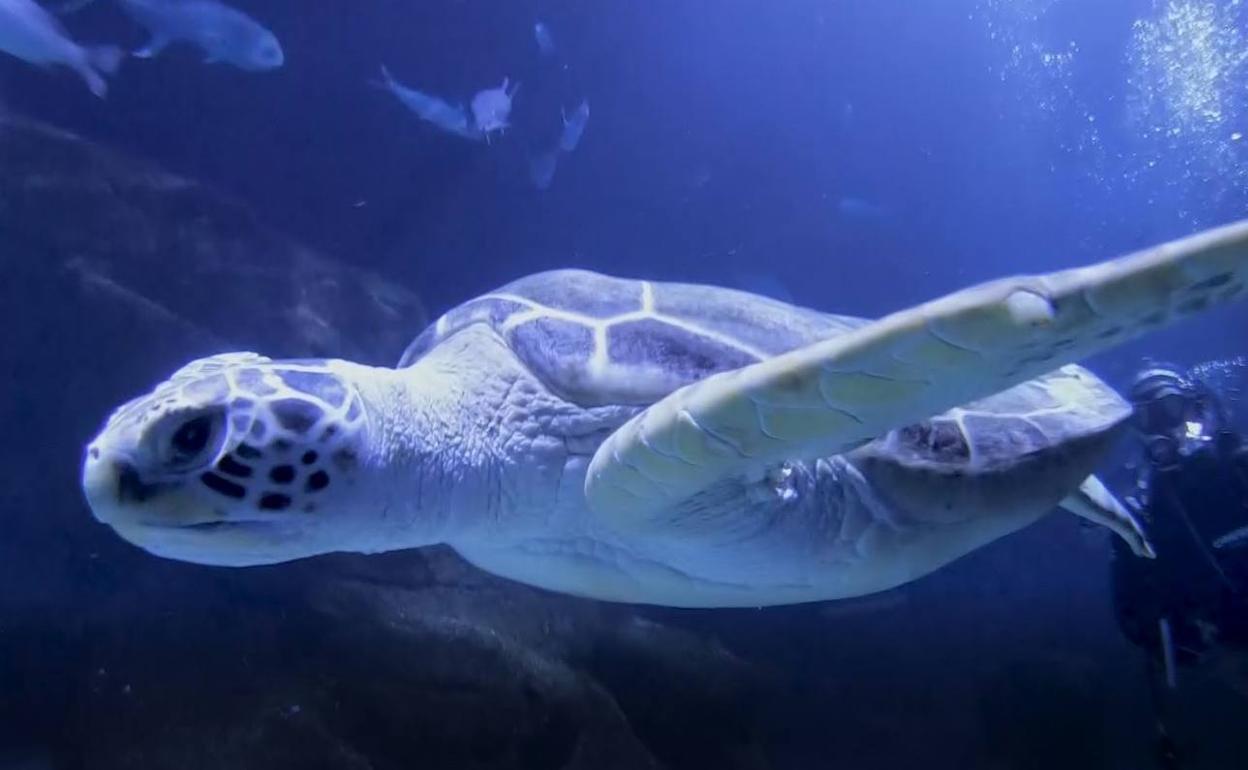 La tortuga nada en el Oceanogràfic, donde comparte espacio con diecinueve especies de tiburones y rayas 