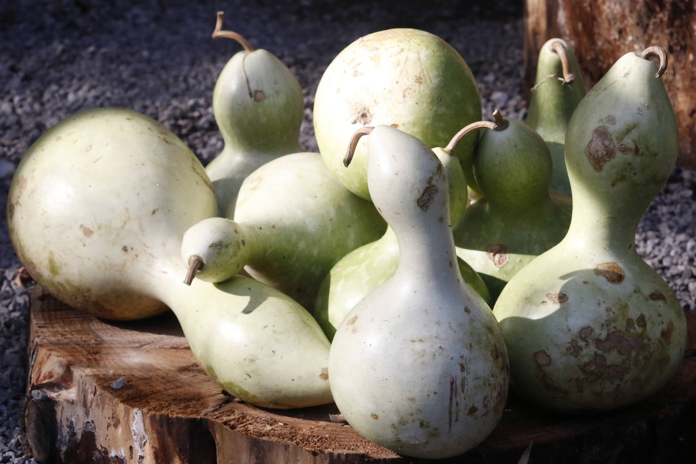 El espacio divulgativo celebra hasta el 3 de noviembre un conjunto de actividades dedicadas al otoño y a las tradiciones del Día de Difuntos. 