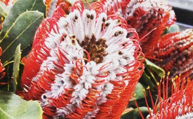 Ejemplo de Banksia coccinea.