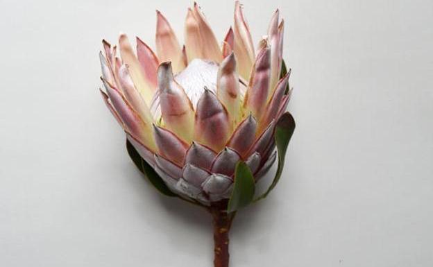 Las proteas, carismáticas en solitario o en pleno ramo. 