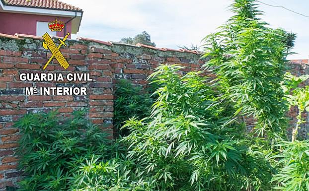 Cultivo de marihuana. 
